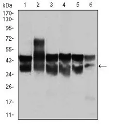 Anti-CDK2 antibody [1A6] used in Western Blot (WB). GTX60572