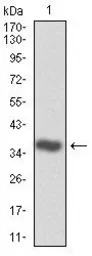 Anti-CDK2 antibody [1A6] used in Western Blot (WB). GTX60572