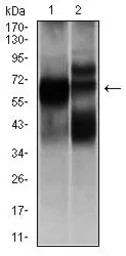 Anti-HEXA antibody [3F10] used in Western Blot (WB). GTX60574