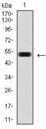 Anti-PDX1 antibody [2G12] used in Western Blot (WB). GTX60575