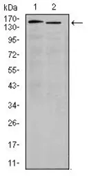 Anti-Integrin alpha 4 antibody [5C4] used in Western Blot (WB). GTX60576