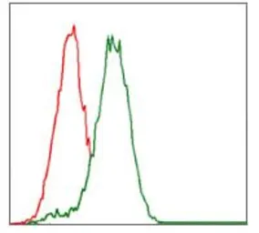 Anti-CYP3A4 antibody [3H8] used in Flow cytometry (FCM). GTX60577