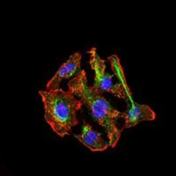 Anti-CYP3A4 antibody [3H8] used in Immunocytochemistry/ Immunofluorescence (ICC/IF). GTX60577