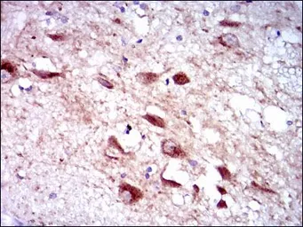 Anti-CYP3A4 antibody [3H8] used in IHC (Paraffin sections) (IHC-P). GTX60577