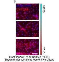 Anti-CYP3A4 antibody [3H8] used in Immunocytochemistry/ Immunofluorescence (ICC/IF). GTX60577