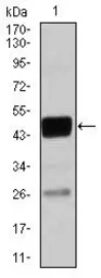 Anti-C/EBP alpha antibody [4E10] used in Western Blot (WB). GTX60578