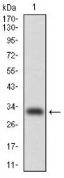 Anti-C/EBP alpha antibody [4E10] used in Western Blot (WB). GTX60578