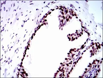 Anti-RPA70 antibody [4C4] used in IHC (Paraffin sections) (IHC-P). GTX60579