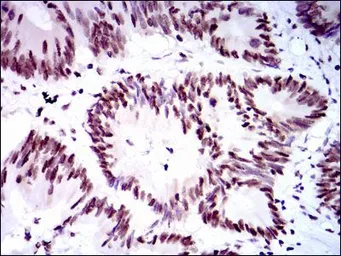 Anti-RPA70 antibody [4C4] used in IHC (Paraffin sections) (IHC-P). GTX60579