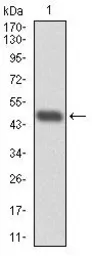 Anti-RPA70 antibody [4C4] used in Western Blot (WB). GTX60579