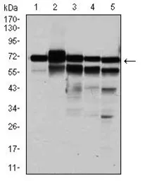 Anti-RPA70 antibody [4C4] used in Western Blot (WB). GTX60579
