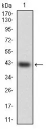 Anti-HSF4 antibody [2E7] used in Western Blot (WB). GTX60581