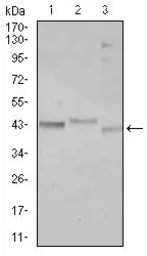 Anti-C/EBP alpha antibody [5B7] used in Western Blot (WB). GTX60584