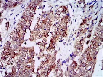 Anti-Hsp90 alpha antibody [5G5] used in IHC (Paraffin sections) (IHC-P). GTX60587