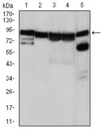Anti-Hsp90 alpha antibody [5G5] used in Western Blot (WB). GTX60587