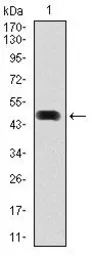 Anti-Hsp90 alpha antibody [5G5] used in Western Blot (WB). GTX60587