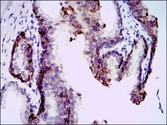 Anti-Splunc2 antibody [1F12] used in IHC (Paraffin sections) (IHC-P). GTX60590