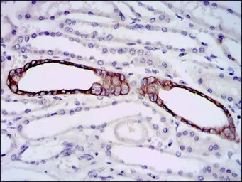 Anti-Splunc2 antibody [1F12] used in IHC (Paraffin sections) (IHC-P). GTX60590