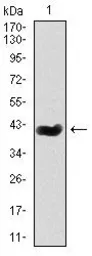 Anti-Splunc2 antibody [1F12] used in Western Blot (WB). GTX60590