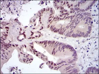 Anti-c-Fos antibody [2G2] used in IHC (Paraffin sections) (IHC-P). GTX60591