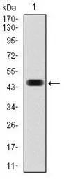 Anti-c-Fos antibody [2G2] used in Western Blot (WB). GTX60591