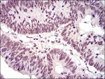 Anti-NCK1 antibody [5B7] used in IHC (Paraffin sections) (IHC-P). GTX60593
