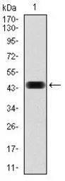 Anti-NCK1 antibody [5B7] used in Western Blot (WB). GTX60593