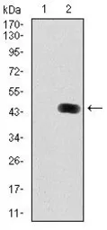 Anti-LC3B antibody [5H12] used in Western Blot (WB). GTX60594