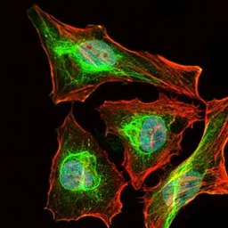 Anti-Lplunc1 antibody [4H2] used in Immunocytochemistry/ Immunofluorescence (ICC/IF). GTX60595