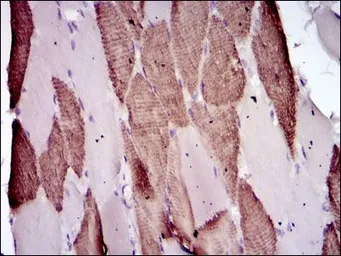 Anti-Lplunc1 antibody [4H2] used in IHC (Paraffin sections) (IHC-P). GTX60595