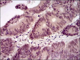 Anti-Lplunc1 antibody [4H2] used in IHC (Paraffin sections) (IHC-P). GTX60595