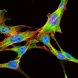 Anti-eIF4B antibody [1F5] used in Immunocytochemistry/ Immunofluorescence (ICC/IF). GTX60596