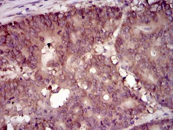 Anti-eIF4B antibody [1F5] used in IHC (Paraffin sections) (IHC-P). GTX60596