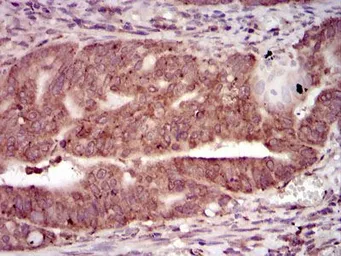 Anti-PKA C gamma antibody [2E4] used in IHC (Paraffin sections) (IHC-P). GTX60597