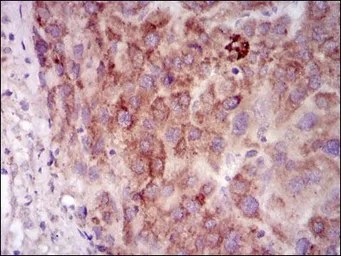 Anti-PKA C gamma antibody [2E4] used in IHC (Paraffin sections) (IHC-P). GTX60597