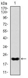 Anti-Nkx2.2 antibody [3E4] used in Western Blot (WB). GTX60598