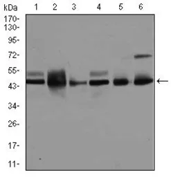Anti-JNK1 antibody [1E5] used in Western Blot (WB). GTX60600
