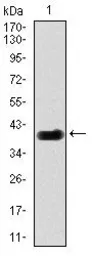 Anti-DLL4 antibody [4A11] used in Western Blot (WB). GTX60604