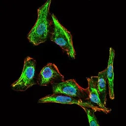 Anti-MELK antibody [2G2] used in Immunocytochemistry/ Immunofluorescence (ICC/IF). GTX60605