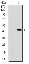 Anti-Shh antibody [5H4] used in Western Blot (WB). GTX60606