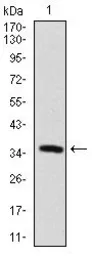 Anti-MAP2 antibody [5B7] used in Western Blot (WB). GTX60608