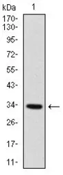 Anti-MYF6 antibody [5D7] used in Western Blot (WB). GTX60609