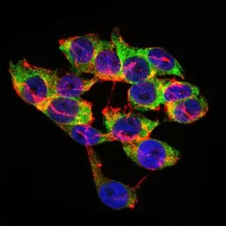 Anti-LPA antibody [4H1] used in Immunocytochemistry/ Immunofluorescence (ICC/IF). GTX60611