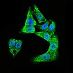 Anti-Doublecortin antibody [2G5] used in Immunocytochemistry/ Immunofluorescence (ICC/IF). GTX60612