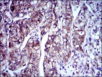 Anti-Doublecortin antibody [2G5] used in IHC (Paraffin sections) (IHC-P). GTX60612