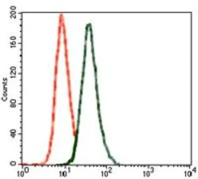 Anti-GluR2 antibody [7G6] used in Flow cytometry (FCM). GTX60613