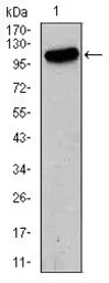 Anti-GluR2 antibody [7G6] used in Western Blot (WB). GTX60613