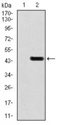 Anti-GluR2 antibody [7G6] used in Western Blot (WB). GTX60613