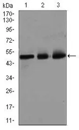 Anti-E2F1 antibody [8G9] used in Western Blot (WB). GTX60615