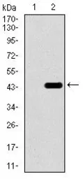 Anti-Brachyury antibody [6C12] used in Western Blot (WB). GTX60616